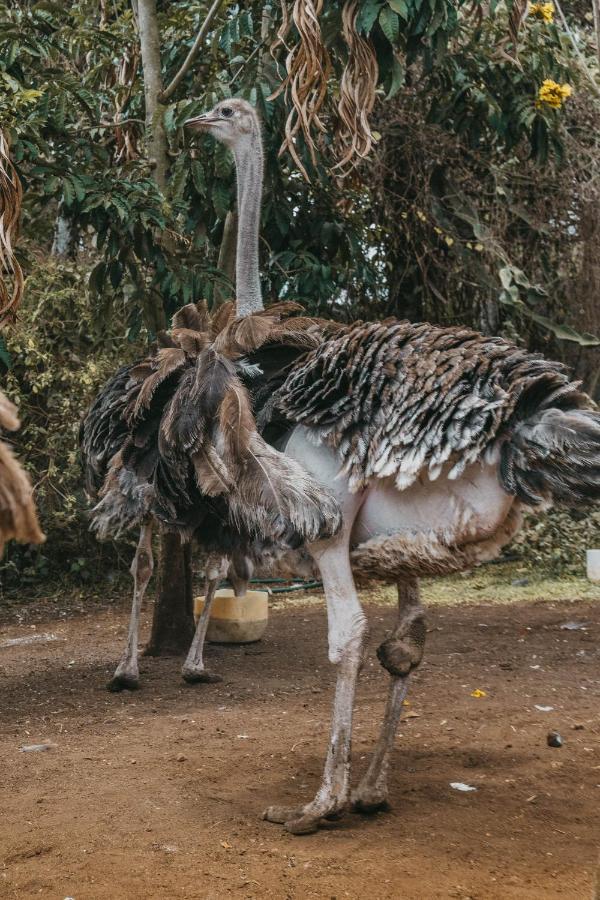 Saab Royale Resort Kajiado エクステリア 写真