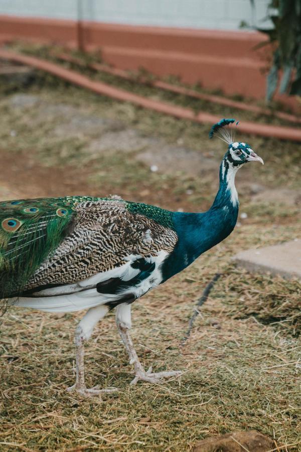 Saab Royale Resort Kajiado エクステリア 写真