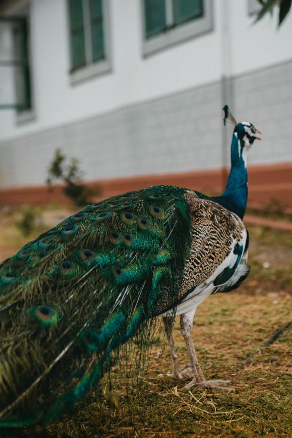 Saab Royale Resort Kajiado エクステリア 写真